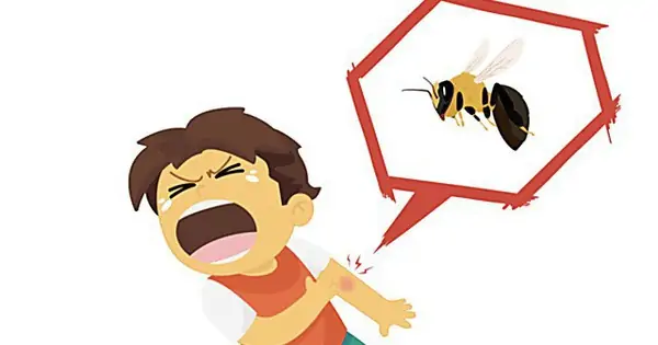 làm gì khi trẻ bị ong đốt, trẻ bị ong đốt có nguy hiểm không?
